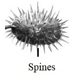 Spines